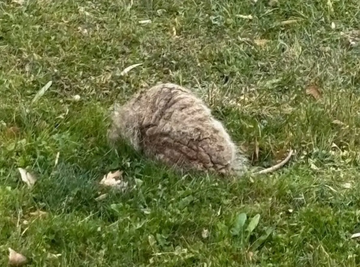 家門外被丟「會呼吸的石頭」！真面目被找到 專家嚇壞：差點沒命