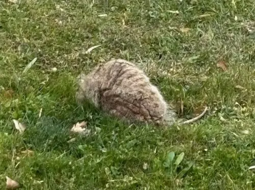 家門外被丟「會呼吸的石頭」！真面目被找到　專家嚇壞：差點沒命
