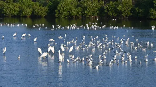 ▲雲嘉南濱海地區有大量候鳥棲息，已成為生態賞鳥熱點。（圖／主辦單位提供）