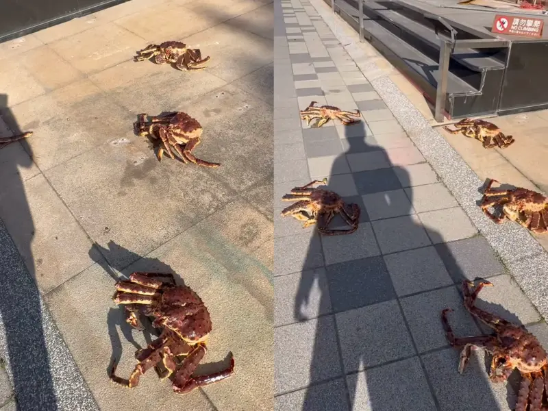 ▲竹北市知名地標江海大樓前方人行道上，突現10隻帝王蟹霸氣走台步，畫面被地方房仲PO上網馬上掀起熱議。（圖／翻攝自Threads @sailing_house_hu）