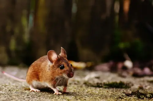 澎湖保全不滿被解聘狂丟4次死老鼠至社福館　原判決不起訴逆轉！
