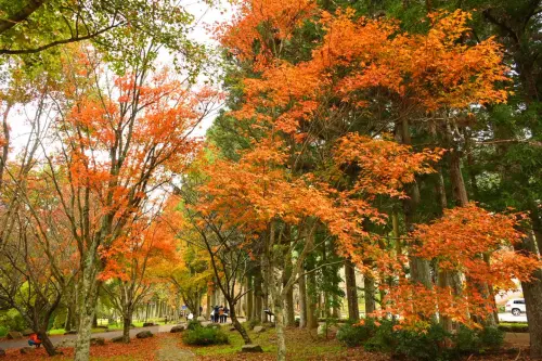 紅楓炸裂！台中武陵農場楓紅限定美景來了　錯過要再等一年
