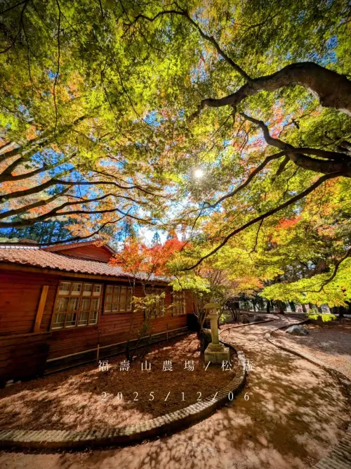 ▲福壽山農場內鴛鴦湖與松廬兩處楓紅，正是現在最美賞楓時期。（圖╱取自福壽山農場臉書）
