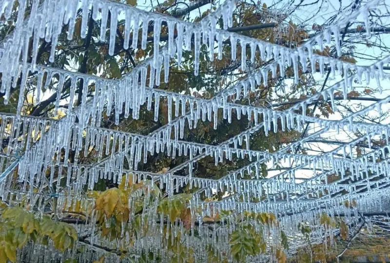 ▲武陵農場今（7）日上午6時，氣溫降到0.2度，澆灌系統灑水時，水滴遇上低溫結成冰柱，串連成「冰晶簾」。（圖／武陵農場提供）