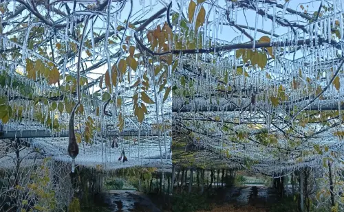 ▲接近0度的低溫，讓武陵農場再現水晶宮的絕美場景。（圖／武陵農場提供）