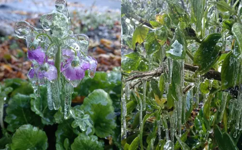 ▲武陵農場農場內藤花園不少植物出現冰封現象。（圖／武陵農場提供）
