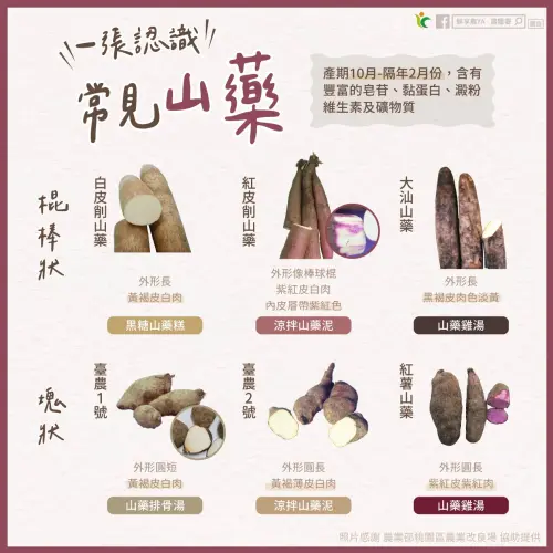 ▲國產山藥依照不同外型，常見有「棍棒狀」和「塊狀」兩大類。（圖／農糧署提供）