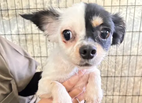 苗栗人人犬舍156隻品種犬破千人瘋認養！剩2隻被留下　原因曝光了
