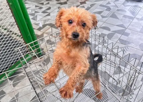 ▲人人犬舍的狗狗多數曾遭割除聲帶，雖然不會吠叫擾鄰，但心理可能受過創傷，需要飼主更多的耐心與愛心陪伴。（圖／苗栗縣動物保護防疫所）