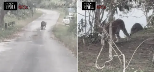 幼虎悠晃出現在公路中央　泰國他蘭國家公園緊急關閉部份園區
