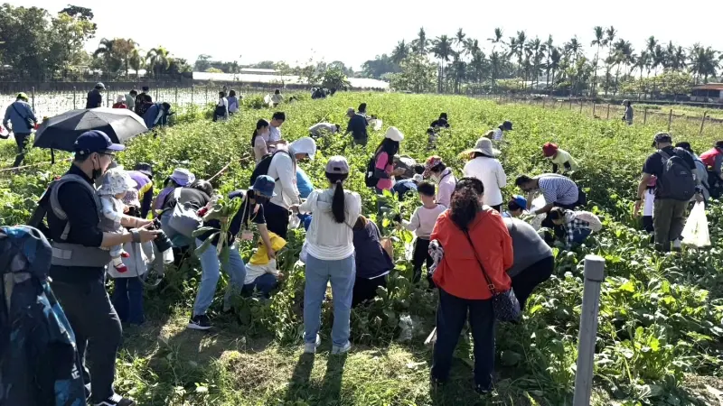 ▲《蘿蔔仔逃走中‧變身小小農夫》客庄農事體驗活動，超過百名的家長與幼兒下田拔蘿蔔。（圖／高市府客委會提供）