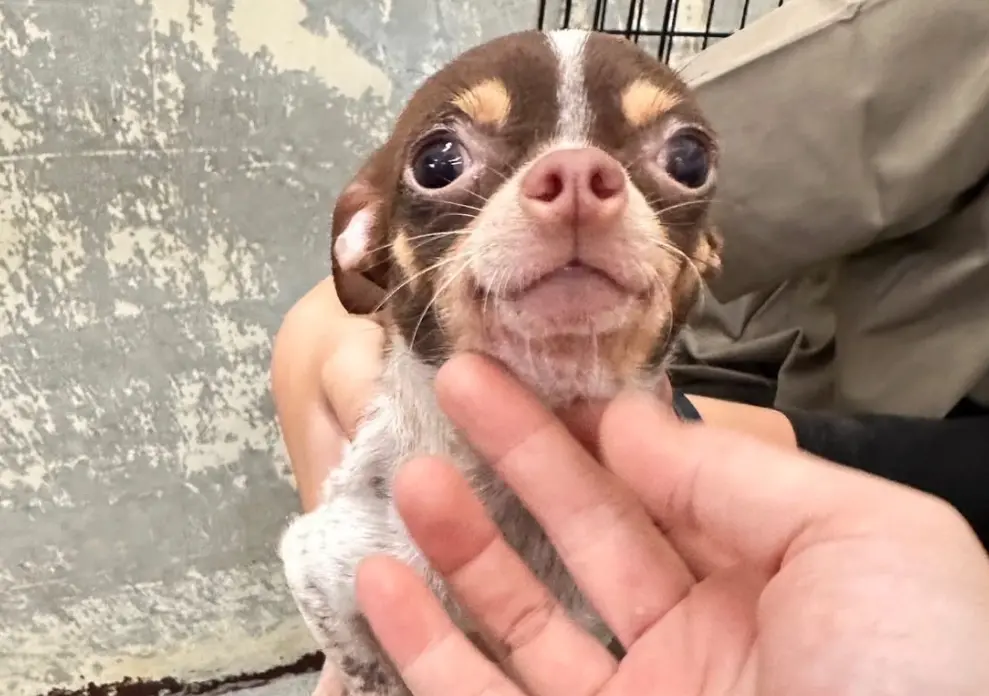 ▲毛色是咖啡白的可愛吉娃娃母犬成為第二批剩下來的孩子之一。（圖／苗栗縣動物保護防疫所）