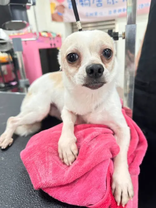 ▲棕白的吉娃娃公犬業相當乖巧可愛。（圖／苗栗縣動物保護防疫所）