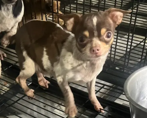 ▲收容編號EAAAG1141115042的吉娃娃母犬，因為有意認養的新主人放棄資格，而成為第二批剩下的狗狗之一。（圖／苗栗縣動物保護防疫所）