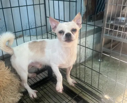 ▲收容編號EAAAG1141116072的吉娃娃公犬，因為有意認養的新主人放棄資格，而成為第二批剩下的狗狗之一。（圖／苗栗縣動物保護防疫所）