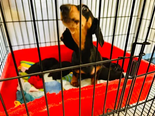 ▲人人犬舍被救出的黑棕色臘腸狗，在苗收所內成為媽媽，生下4隻小寶寶。（圖／陳光軒臉書）