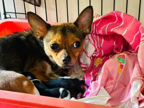 ▲人人犬舍被救出的棕色吉娃娃也在收容所內成為媽媽。（圖／陳光軒臉書）