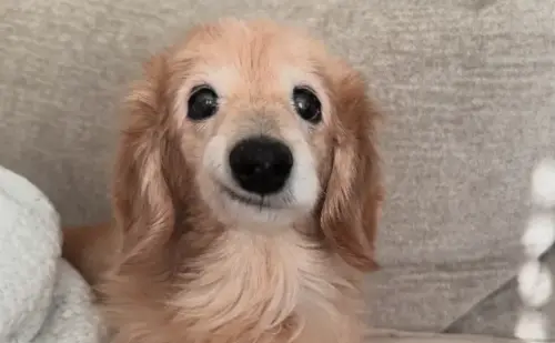 微笑臘腸狗Bella離世！笑口常開是缺陷　飼主不捨：一直強忍病痛
