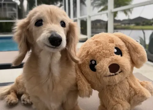 ▲Bella之所以總是看起來在微笑，是因為牠先天缺了幾顆牙，但也因此成為爆紅契機。（圖／IG@buddy_bella_birdie）