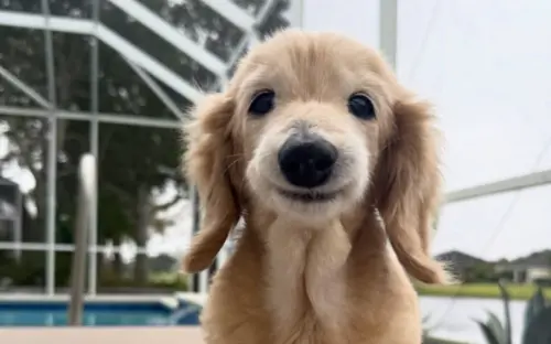 ▲Bella平時相當乖巧，今年14歲都還很常出門散步，直到近期身體狀況才急轉直下。（圖／IG@buddy_bella_birdie）