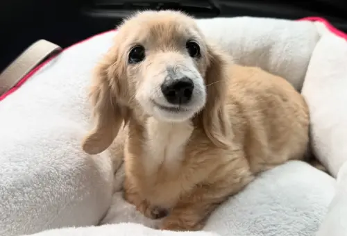 ▲Bella為了不讓主人擔心，直到離開前一天，都沒有明顯表現出身體不適。（圖／IG@buddy_bella_birdie）