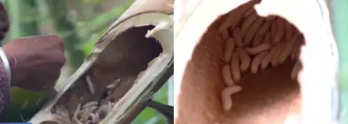 ▲中國雲南海關日前發現一名女子體態異常、行走表現怪異，搜查後發現竟是在褲子裡「藏了一公斤活蟲」，同行3人夾帶的活蟲總重近6公斤。圖為竹蟲。（圖／翻攝自微博）