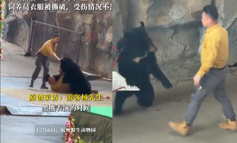 ▲中國杭州一間動物園6日在動物表演時，一頭黑熊突然襲擊飼養員，把人撲倒在地，其他工作人員見狀連忙上前用工具把熊拉開。（圖／翻攝自微博）