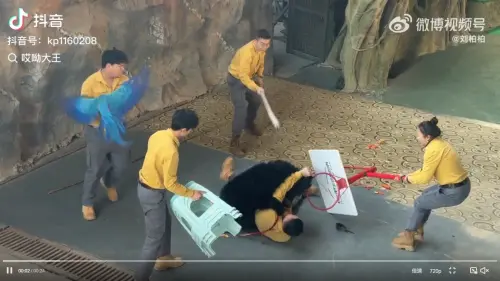 ▲中國杭州一間動物園6日在動物表演時，一頭黑熊突然襲擊飼養員，把人撲倒在地，其他工作人員見狀連忙上前用工具把熊拉開。（圖／翻攝自微博）