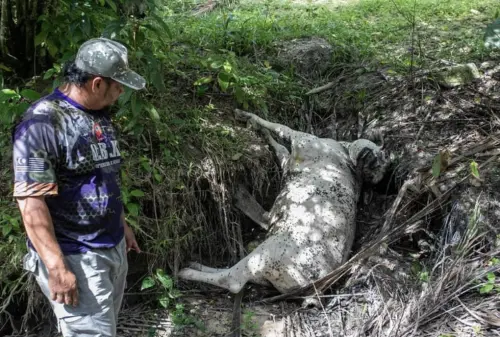 馬來西亞霹靂州疑現老虎襲牛群　2頭遭咬死5頭失蹤、居民30年首見
