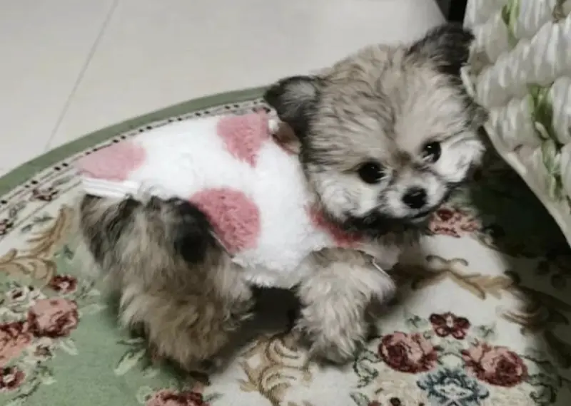 ▲一名飼主帶著家中銀灰母貴賓在朋友家作客時，因一時疏忽導致愛犬意外與公博美發生配對，幾個月後產下一隻獨生小母犬。（圖／取自網易www.163.com）