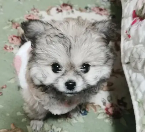 ▲（圖／取自網易www.163.com）