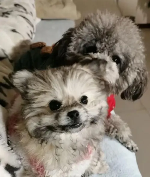 ▲（圖／取自網易www.163.com）