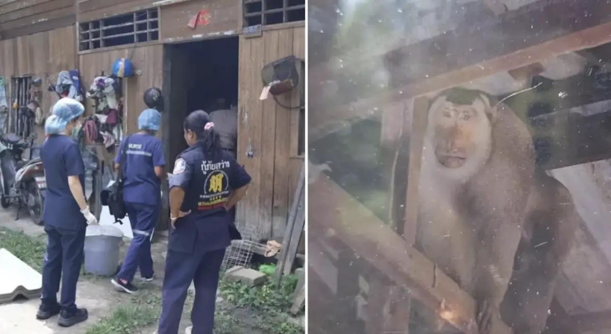 泰國老翁家中遭野生獼猴狠咬致死 全身傷痕累累警示當地人心惶惶
