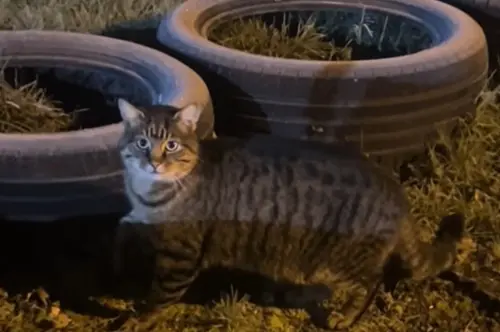 虎斑貓偷跑進院子求收養！她認出「熟悉記號」淚崩：牠找我7年了
