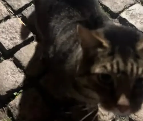 ▲虎斑貓不僅不怕人，還會主動靠近撒嬌，讓妮可當下決定想收編牠。（圖／TikTok@nicole.j.billington）