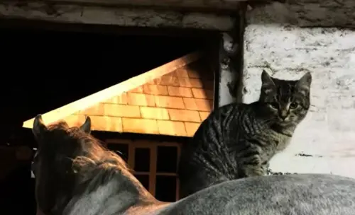 ▲妮可發現這隻貓竟是7年前走失的愛貓Tigger。（圖／TikTok@nicole.j.billington）