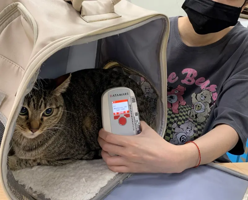 ▲新北市動保處提醒飼主，貓納入強制寵物登記1年緩衝期將結束，從2026年1月1日起，未植入晶片並完成寵物登記，將被依《動物保護法》裁處新台幣3千元至1萬5千元罰鍰。（圖／新北動保處ahiqo.ntpc.gov.tw）