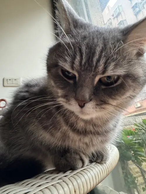 ▲有養貓的飼主都知道，貓咪很喜歡趁著主人不注意跟著鑽出門。（示意圖／記者潘毅攝）