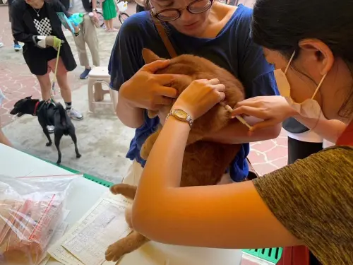 ▲動保處表示，飼主只需攜帶身分證明文件，帶著愛貓前往寵物登記站植入晶片。（圖／新北動保處ahiqo.ntpc.gov.tw）