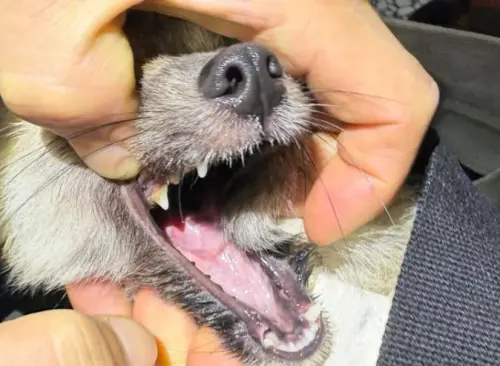 ▲有認養民眾在社群Threads上發文，發現狗狗吃東西時仰著頭，還不斷流出口水，獸醫檢查後才發現「狗狗的舌頭也被切了一半」。（圖／翻攝米可白臉書）