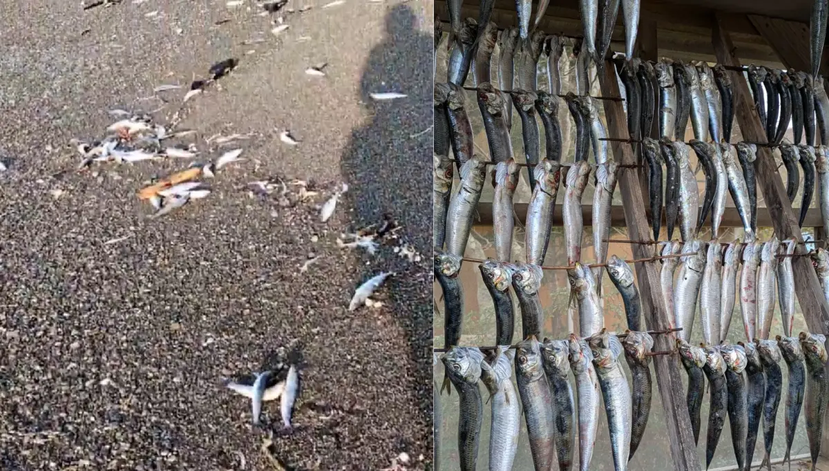 大地震前兆？北海道「2000隻沙丁魚屍」擱淺 網熱議離奇畫面