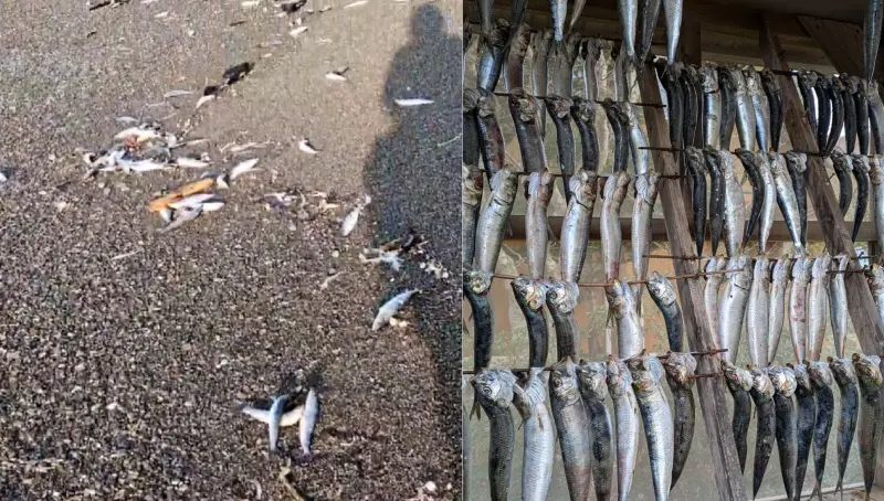 ▲日本青森縣8日晚間發生地震，當天上午有北海道網友拍下海灘遍布大量沙丁魚屍體，許多人都將奇特景象與地震聯想在一起。（圖／翻攝自Ｘ／@kazuhiro_nikki）