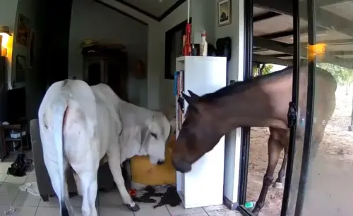 狗狗開門「牛、馬溜進屋開趴」！飼主嚇瘋衝回家　直擊現場想哭了
