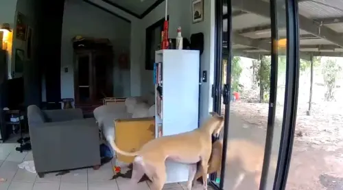 ▲（圖／Andrew Mackay MLA : Member for Goyder臉書）