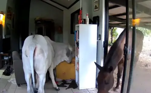 ▲（圖／Andrew Mackay MLA : Member for Goyder臉書）