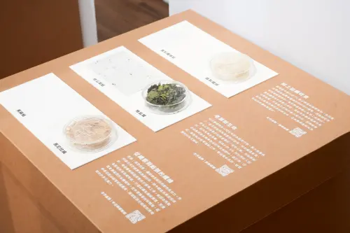 ▲「永續紙造所」打造六大主題展區，展示超過三十種紙材，展期至明(115)年2月27日。（圖／新北文化局提供）