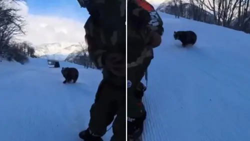 滑到一半熊衝出來！日本職業滑雪手遭黑熊猛追　影片曝光網全嚇傻
