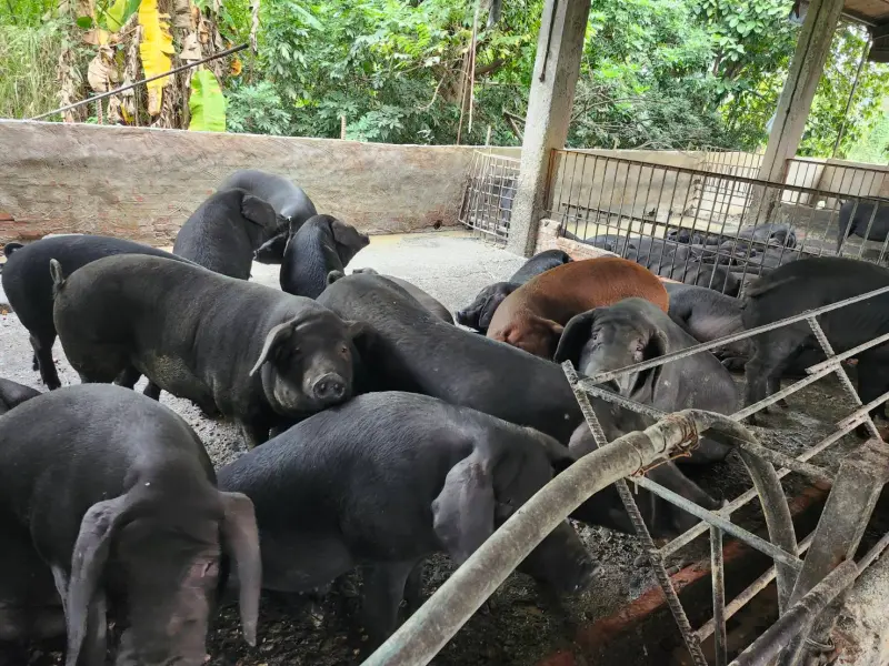 ▲屏東縣政府查獲長治鄉一處林姓養豬場違規以廚餘餵飼豬隻，依法裁罰80萬元。（圖／屏東縣府提供）