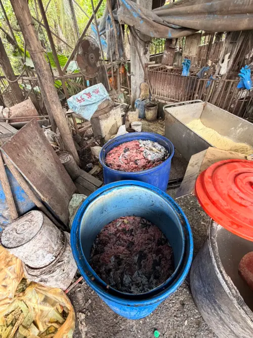 ▲養豬場共有飼養 215頭，稽查人員當場發現2桶廚餘及2桶動物性廢渣。（圖／屏東縣府提供）