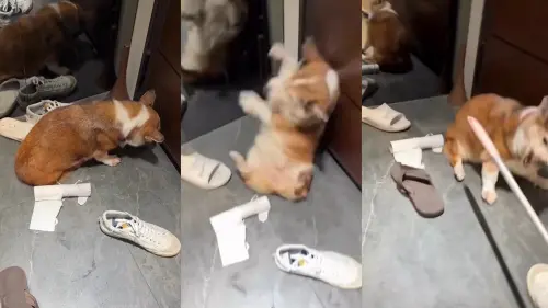 模範飼主涉虐15歲柯基！丟鞋痛打牠嚇到縮角落　網怒抵制其飲料店
